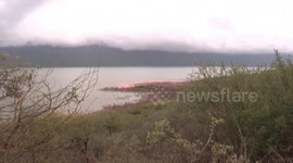 Kenya: East Africa's hidden ecological link: How wildebeest migrations feed flamingos' pink plumage
