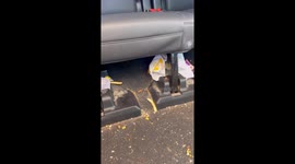 Dad of five tackles family car chaos in viral cleaning time-lapse