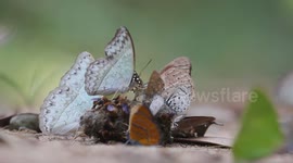 Butterflies eating from monkey poo.