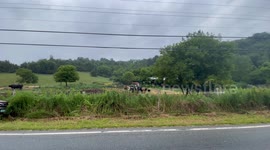 Cows in the rain on route 346 Pownal Vermont.