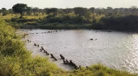 Tanzania: Tourists swarm into East Africa for witnessing wildlife migration