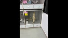 Playful cat tapping glass door trying to get out in Shanghai, China