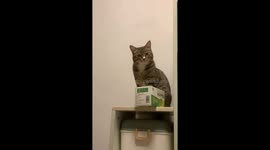 Cat pushes box to make it fall on display rack in Guangdong, China