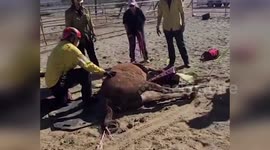 Injured horse stuck on hillside in rescued by vets in California