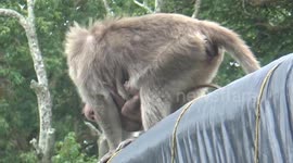 Monkeys risking their lives for food in south Indian