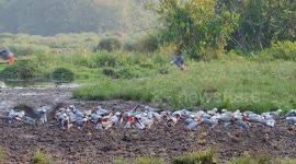 African grey parrots
