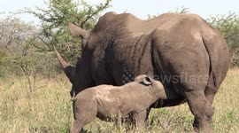 Rhino Calf Suckling during our Durban safari tour at Hluhluwe game reserve