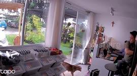 Shopkeepers welcome stray dog in from the rain outside