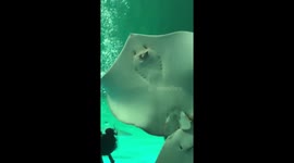 Stingray swallows a fish while tucking into lunch