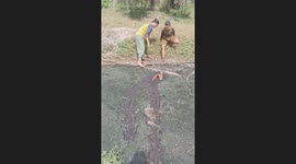 Locals rescue calf trapped neck-deep in sinking mud