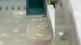 Weasels team up to rescue stranded friend