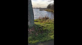 Dog swims after swan but gets ignored as the bird moves away without a care