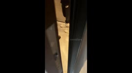 Woman startled as cockroach crawls into room in Guangdong, China