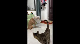 Cat removes plastic from dog’s head and plays with it in Yunnan, China