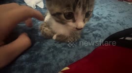 layful attempt to open kitten’s paws met with adorable resistance in Tianjin, China