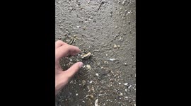 Crab with unusually large claw found in Guangdong, China