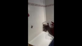Tarantula calmly captured in bathroom encounter in Majorca, Spain
