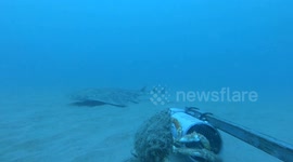Underwater camera captures rare footage of critically endangered shark