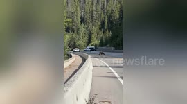 Mother bear guides cubs across highway as rangers stop traffic