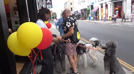 Three gorgeous Poodles pose for pictures with their owner at Virtue Vets pet clinic party on Fulham Road