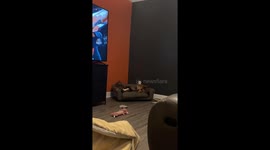 Exhausted Dog Sleeps On His Own Personal Couch