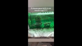 Trap surprise: A mouse mom’s unexpected delivery
