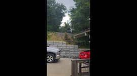 Bears Steals Milk From Pickup