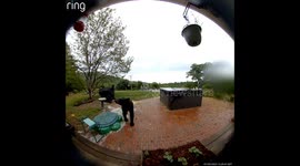Bear Rings the Doorbell