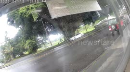 Iconic Banyan Tree Falls