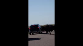 Bison cross road at Rocky Mountain Arsenal, halting traffic in Denver, Colorado