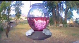 Lone hummingbird visits backyard feeder in Magna, Utah