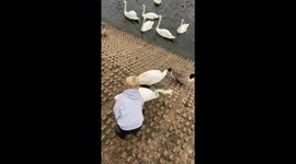 Swan's sudden attempt to bite a caring boy's eye leaves him scared
