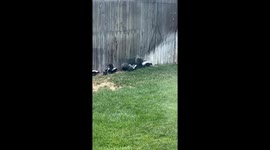 Baby Skunks in Backyard
