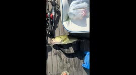 Largemouth bass found with soaked mouse in mouth in Yuma, Arizona
