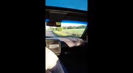 Cow spotted inside Volkswagen Passat in Warsaw, Poland