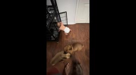 Baby and dogs play together happily in Gainesville, Florida