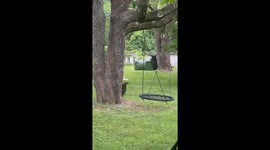 Bear Cubs Play in Front Yard