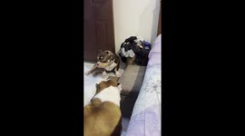 Confused dogs stare and watch as owner teaches them how to climb stairs