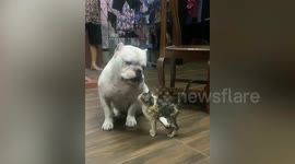 Pet American Bulldog and kitten become unlikely friends