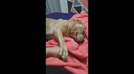 Gentle Pit Bull Pulls Hand in For Pets