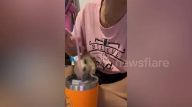 Squirrel plays with straw while woman drinks