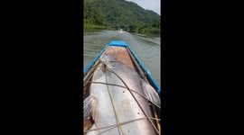 Fisherman carries huge 105kg catfish home in his boat