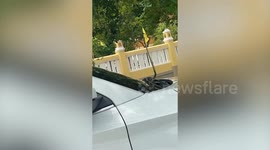Tree snake rears up from car windscreen