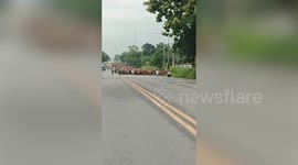 Huge herd of cows holds up cars while walking on road