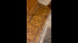 Dog playfully barks and chases toy cockroach in  in Spurger, Texas, USA