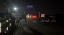 Japan: Escaped Horses Block Road in Kumamoto