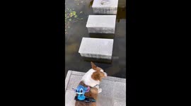 Clumsy dog slips into pond while walking across stepping stones