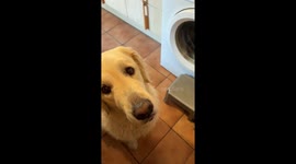 Golden retriever Atom waits patiently for toys to dry, melts hearts on Instagram