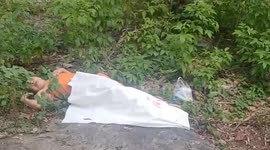 Buddhist monk, 75, killed by swarm of hornets in Thailand