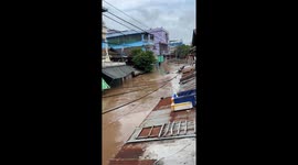 Dogs survive by riding on floating debris during floods in Myanmar